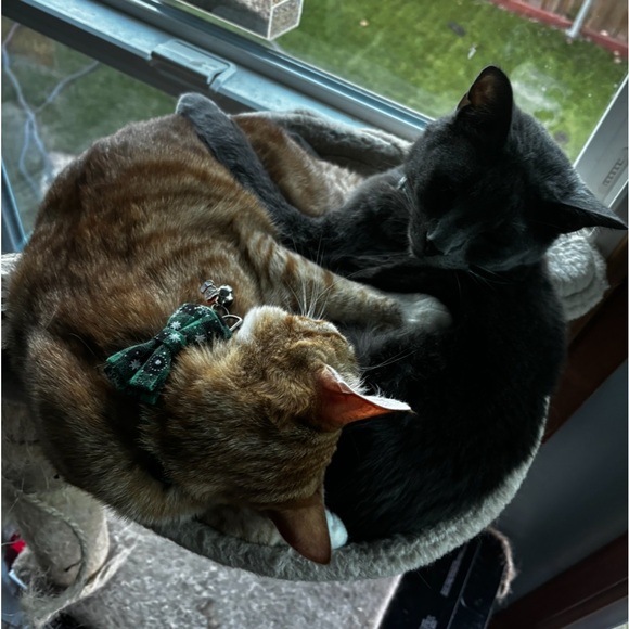 Ash 🩶 - Picture 4 of 7